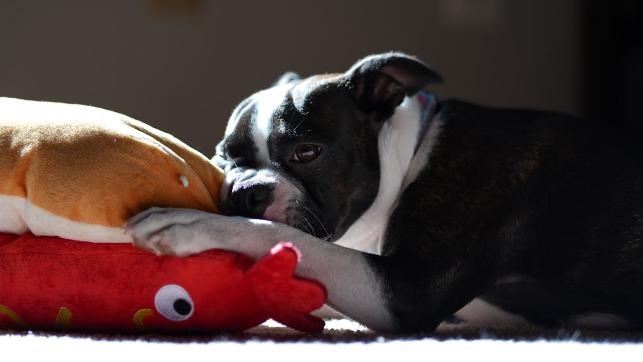 pettoy